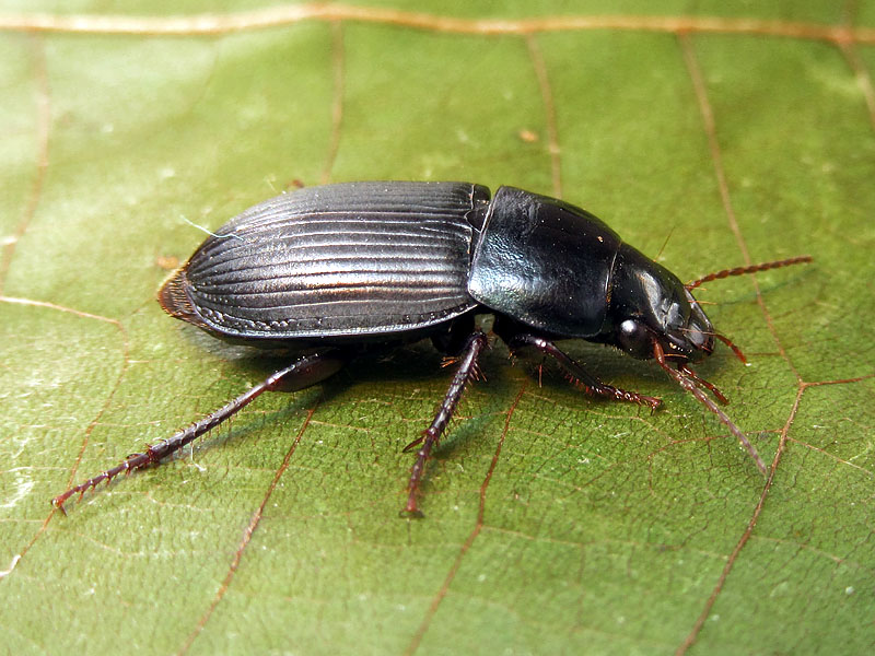 Carabidae: Harpalus dimidiatus